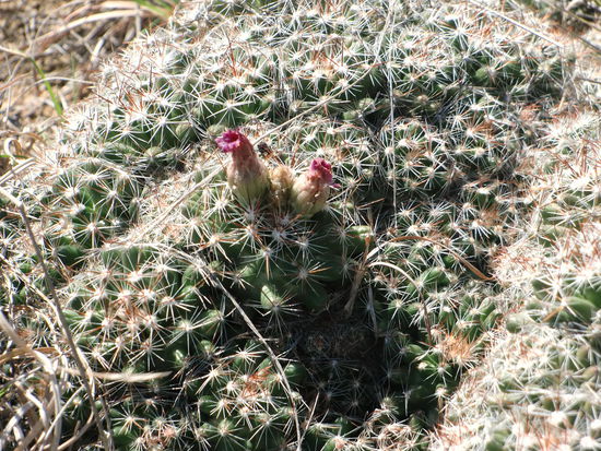Diese Kakteen blühen nur 2 Wochen im Jahr!