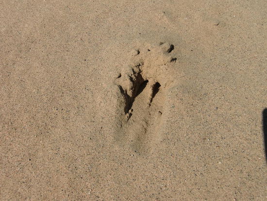 Spuren im Sand! Wahrscheinlich von einem Wapiti!? Die soll es hier reichlich geben.