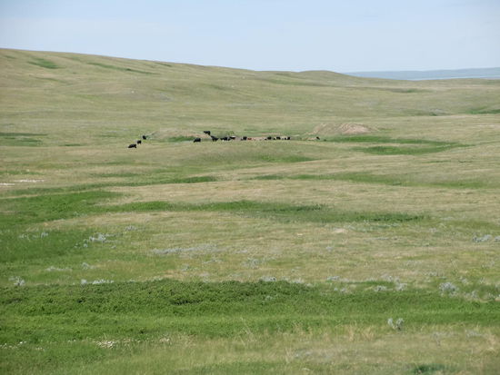 Die Gegend um Fort Walsh erinnerte mich sehr stark an Andalusien. Eingezäunte Weiden mit Rindern.