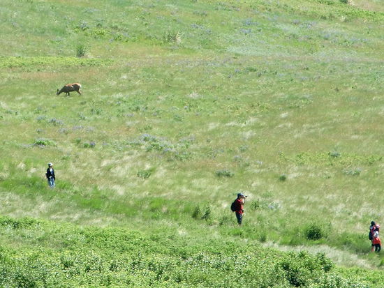 Der Weg am Rand der Klippen entlang. Das ' Deer'  läßt sich von den Touristen nicht stören.