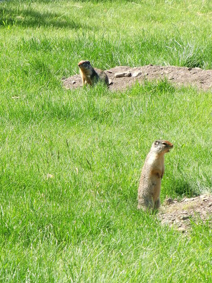 Im Waterton Town Campingplatz gibt es viele Ground Sqirrels (Erdhörnchen) und man wird darauf hingewiesen im Dunkeln eine Taschenlampe mitzunehmen damit man nicht in eines ihrer Löcher tritt und sich verletzt.