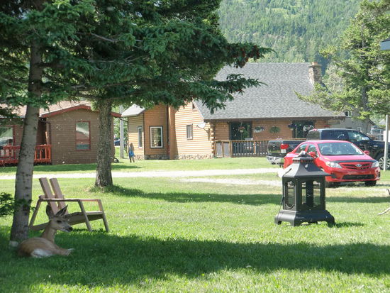 Die Warnungen, die Deers nicht zu füttern sind berechtigt. Sie haben keine Angst und sollen, wenn man ihnen nichts zu fressen gibt, die Menschen  anspringen und evtl. verletzen.