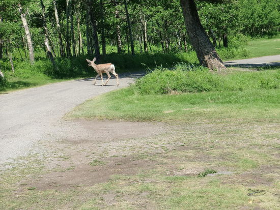 Das Deer wollte mich besuchen, aber bei uns gab es nichts zu holen, also ist es zum Nachbarplatz gewandert um dort nachzusehen.