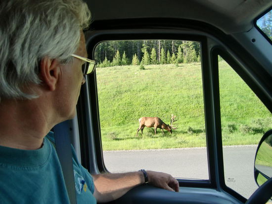 Gregor war sauer weil ich zum Fotografieren aussteigen wollte! Solch ein Hirschlein kann doch nicht gefährlich sein! Er wechselte dann aber über die Strasse auf 'meine Seite' und ich stieg nicht aus dem Auto!