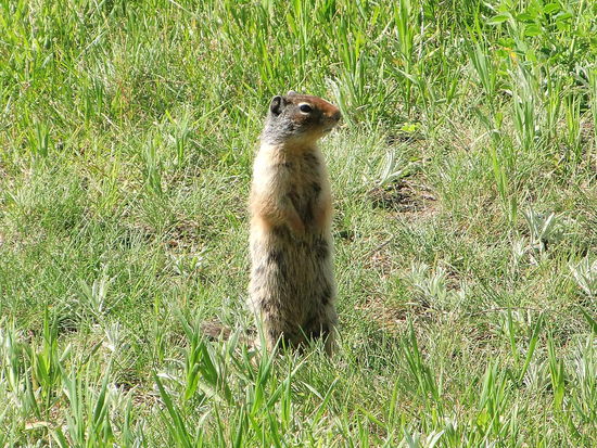 Das süße Ground-Suirrel beobachtet uns Tun genau!