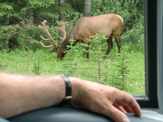 Unterwegs auf dem Bow Valley Parkway