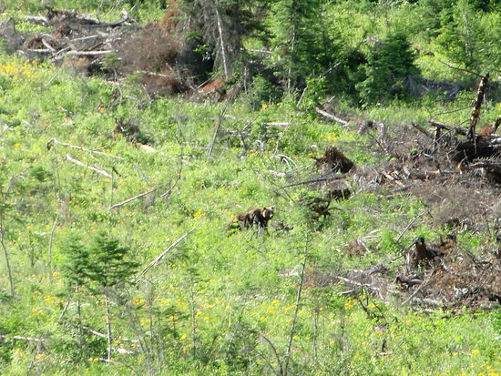 Was steht dann da in der Mitte des Bildes?
Auf dem belebten Weg nach hundert Metern vom Parkplatz entfernt stand plötzlich dieser Grizzly ca. 150m den Hang oben auf der Schneise und frass gemütlich im Gras!
Schock - und vorher sind wir vergnügt durch Wald und Gebüsch fast a lleine am See herumgelaufen!