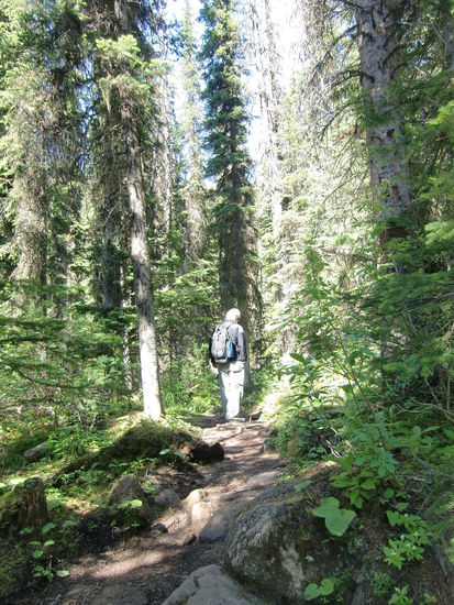 Unser Pfad zum Wasserfall so ganz alleine durch den dichten Wald war nach dem gestern so nah gesichteten Grizzly nicht so erholsam.
Gregor pfiff ab und zu in seine Schiedsrichterpfeife.' Das machen hier alle - das hört man doch ständig!'
In der Tat- es pfiff in kurzen Abständen aus allen Richtungen. Nach einiger Zeit:
Edeltraud: 'Gregor ich glaube das sind keine Wanderer die da pfeifen sondern ich denke - das ist ein Vogel!'
Kurz neben uns wieder ein Pfiff - aber keine Wanderer. 
Tatsächlich - es mußte sich um einen Vogel handeln der so ähnlich kurz pfiff wie Gregor mit seiner Thrillerpfeife.
Toll - jetzt kommt uns gleich ein Bär entgegen denn vor einem Vogel hat der bestimmt keine Angst!
Aber es ging alles gut - denn Gregor erzählte mir auf dem ganzen Weg wieder etwas an das ich mich nicht mehr erinnere!!!