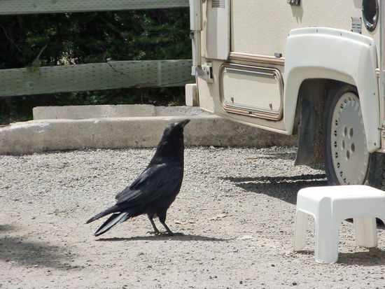 Der Rabe war empört! Da sind doch Leute im Campmobil und keiner gibt mir was!!??