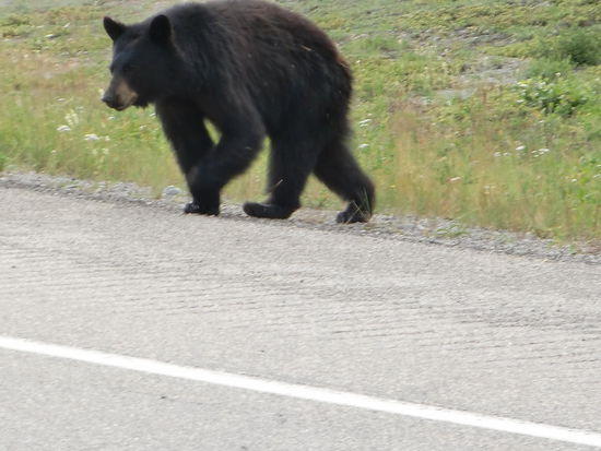 ''Unser Bär'' überquert gerade hinter unserem Auto die Strasse!