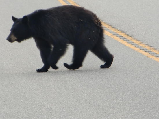 Ist er nicht süß wie er so tapsig die Pfoten hebt!!!????