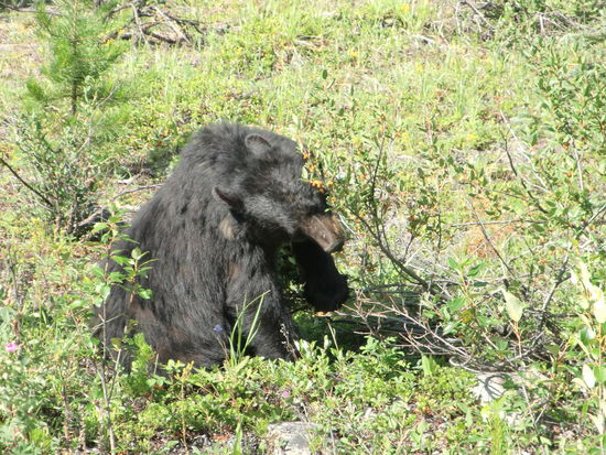 Hm - schmeckt gut!
Ein Mietmobil vor uns ließ einen Jungen aus dem Auto einsteigen der dann direkt auf der Strasse vordem Bären herumlief.
Ein Rangerauto kam zufällig vorbei und unterband das und sorgte auch dafür, daß die inzwischen blockierte Strasse wieder frei gemacht wurde.