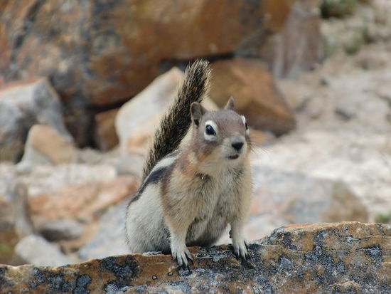 Das kleine Streifenhörnchen wartete geduldig darauf daß wir etwas Essbares aus dem Rucksack holen - leider vergeblich! Wir hatten nur etwas zum Trinken mitgenommen!