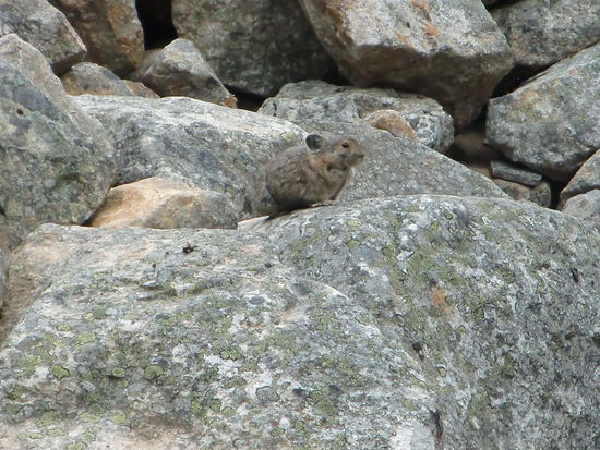 Im Geröll sprangen die Pikas herum, Pfeifhasen. Sehr putzige Gesellen die wirklich richtig pfeifen!