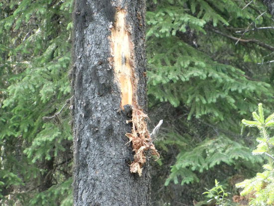 Frische Bärenkratzspuren am See
oben und Bild unten