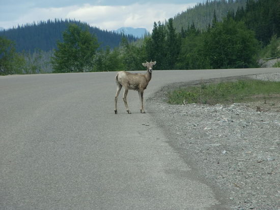 Man muß beim Autofahren wirklich immer darauf gefaßt sein daß plötzlich ein Tier auf der Strasse steht!
