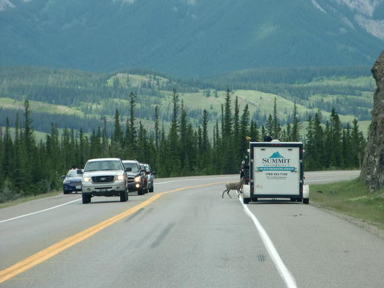 Und  wieder ein kurzer Halt bis das Tierchen in Sicherheit ist! Insgesamt überquerten 4 Tiere die Strasse.