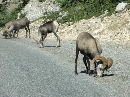 Dallschafe am Strassenrand. Tiere sind fast überall auf der Strasse. Zum Glück konnte heute ein Truckfahrer abbremsen sonst hätte er ein kleines Moose überfahren!