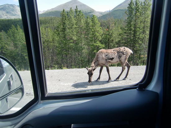 Kleines Moose. Lief neben unserem Auto am Seitenstreifen entlang