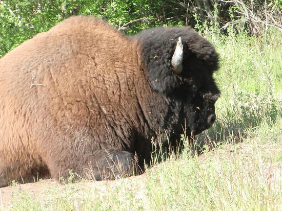 'Unser Waldbison'!
Ganz alleine war wir einige Minuten mit ihm der sich im Gras am Strassenrand ausruhte!
Der Kopf kam mir so bekannt vor - ja richtig - da gab es solche Masken beim Rauhenachtstreiben, dem Perchen, das wir einmal im Bayerischen Wald erleben durften. Und da waren so gruselige Köpfe dabei wie solch ein Bisonkopf. 
Irgendwie sieht er doch aus wie ein kleiner Teufel, oder!?