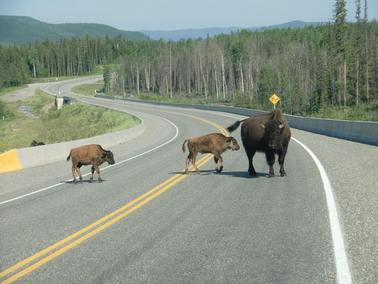 Irre! Eine Waldbison-Herde von über 50 Tieren standen und gingen über die Strasse.