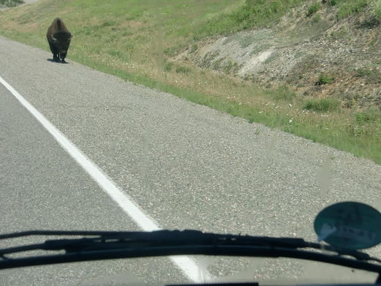 Unser Lonesome-Boy-Bison