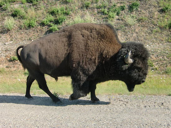 Unbeeindruckt von meiner Person setzt Lonesome-Boy seinen Weg fort!
Dabei ist das doch ein Kerl zum Verlieben, oder!?  Ein Prachtexemplar!!!