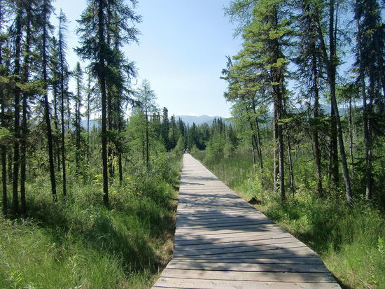 Der lange Weg durchs Sumpfgelände - in dem sich Elche aufhalten sollen - zu den heißen Quellen, den Hot Springs.