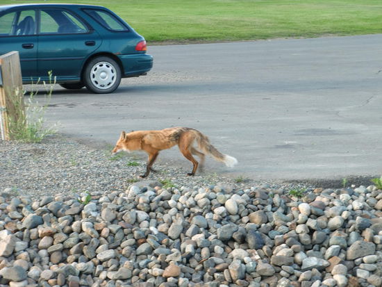 Ein Kojote mitten in der Stadt
Es saßen Leute nebenan im Garten und einige liefen an ihm vorbei!
Wir hielten ihn erst - als er saß - für einen Fuchs. Ich dachte sofort an Tollwut!
Dann trottete er davon in ein Abwasserrohr!!!