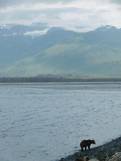 Ein Traum! Dieser wunderschöne Grizzly vor dem Bergpanorama in Valdez!
Eine solche unwirklich einmalig schöne Szenerie habe ich noch niemals erlebt!