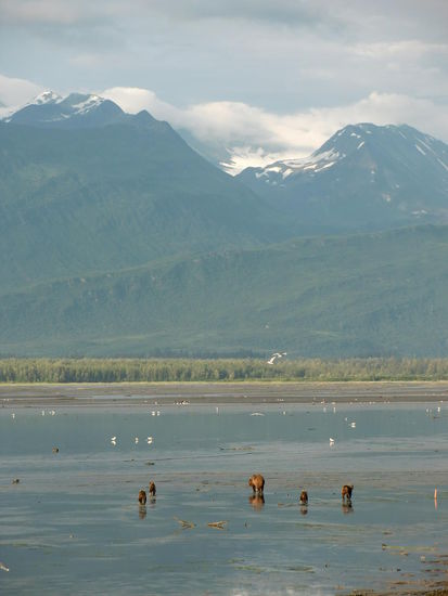 Unser Grizzly mit seinen vier Jungen in der Abendsonne bei Ebbe