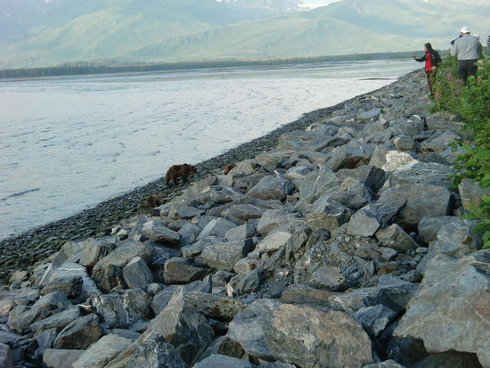 Die Bären liefen gerade zwei Autos vor uns über die Strasse und wir blieben dann über 2 Std. hier um sie zu beobachten.
Ein Ranger war anwesend und schritt immer nur kurz ein wenn die Bärin Anstalten machte den Hang wieder hoch zu laufen.