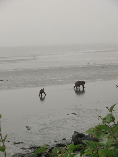 Am 2. Tag hatten wir nebliges Wetter in Valdez. Aber unsere Bärin war wieder da!