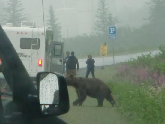 Grosser Stress für den Ranger als die Bärin plötzlich über die Strasse lief und als sie ihre Bärenjungen nicht nachkommen sah nervös wieder zurück rannte!