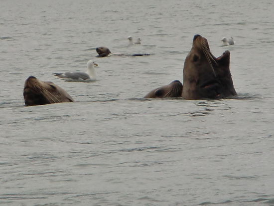 Seelöwen an der Lachslaichstelle. Als die Flut etwas zurück ging kamen sie ganz nahe ans Ufer. Diese drei blieben stundenlang so im Wasser stehen und fingen keinen einzigen Lachs. Sie ruhten sich aus und sahen ihren zwei Freunden zu die ständig am Fische fangen waren.