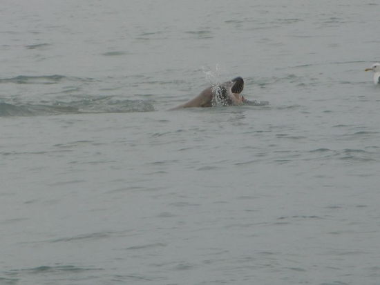 Er jagte ständig und fing natürlich immer einen Lachs.
