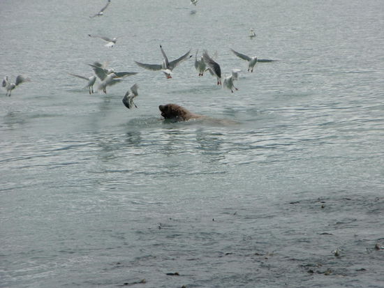 Zur Freude der Möwen kam der Seelöwe immer mit einem lachs an die Wasseroberfläche und schüttelte den Fisch hin und her. Irgendwie bleiben dann Reste zurück auf die sich die Möwen mit lautem Geschrei stürzten!