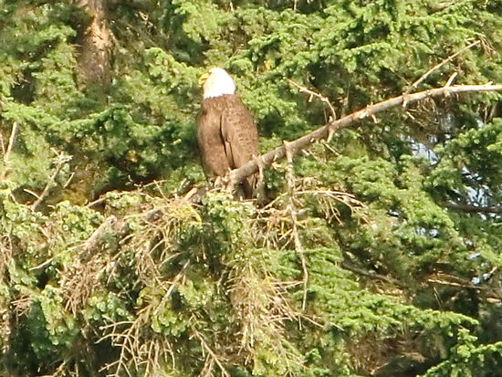 Als ich dann endlich von all den phantastischen Eindrücken ins Auto steigen wollte, zeigte mir Gregor direkt im Baum neben dem geparkten Auto zwei Weißkopfseeadler die unbeachtet von allen Leuten - da es ja die auffälligen Grizzlys und Seelöwen gab - im Baum saßen.