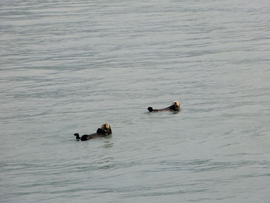 Seeottern!
Sind die nicht einfach zuckersüß!!???