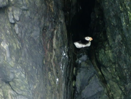 Papageientaucher der in seinem Nest sitzt