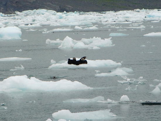 Zum Abschluss noch das schöne Bild eines Seeotters mit Baby