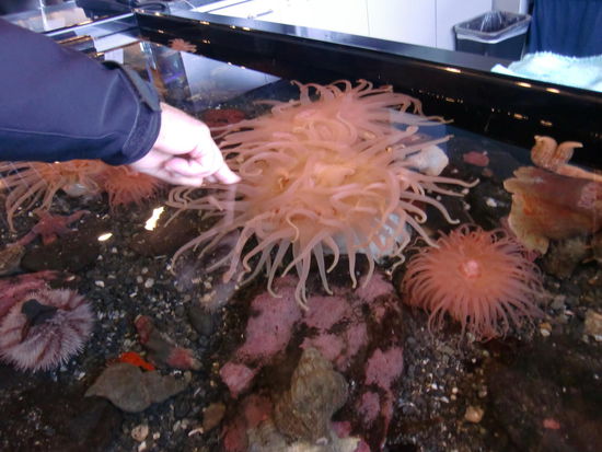 Anfassen erlaubt - unter Aufsicht! Na ja - so kuschelig fühlte sich das alles nicht an!
Sea-Life in Seward