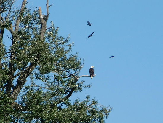 Der Weißkopfseeadler wohnte hinter uns! Die Raben- oder Rabenkrähen reagierten sehr aufgeregt  bei seinem Erscheinen und auch die Möwen am Strand flogen kreischend auf wenn er seine Runden flog!