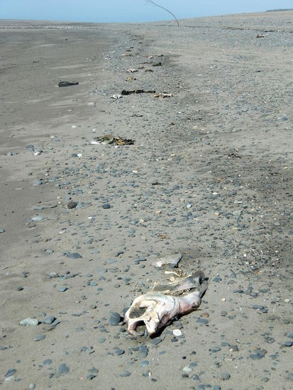 Der Strand war übersät mit toten Fischen. Im Hafen hing ein Plakat auf dem die Angler und Fischer gebeten werden ihre an Bord filetierten Fische wieder ins Wasser zu werfen als Futter für andere Tiere. Nur wird dieses Gratis-Futter nicht immer gefressen und so liegen die toten Fische am Strand und stinken manchmal schon erheblich.
Aber zum Baden ist das Wasser ohnehin zu kalt!