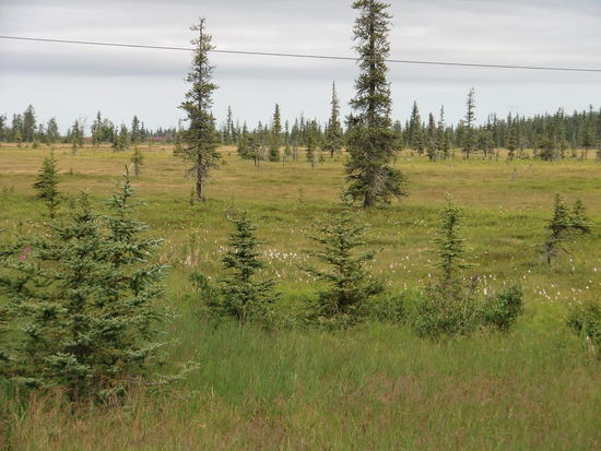 Oft findet man in Südalaska solch eine schöne Mischung zwischen Tundra und Taiga und nicht nur dichten Wald.