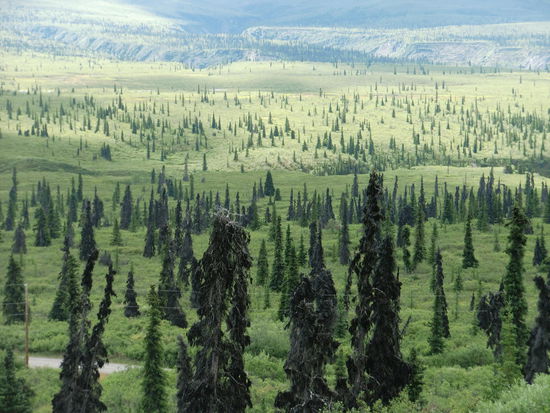 Zwischen Palmer und Glennallen