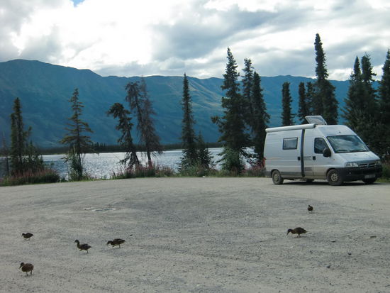 Von Glennallen nach Tok: Auf dem Pickhandle Lake-Parkplatz leisteten uns die Entchen Gesellschaft
