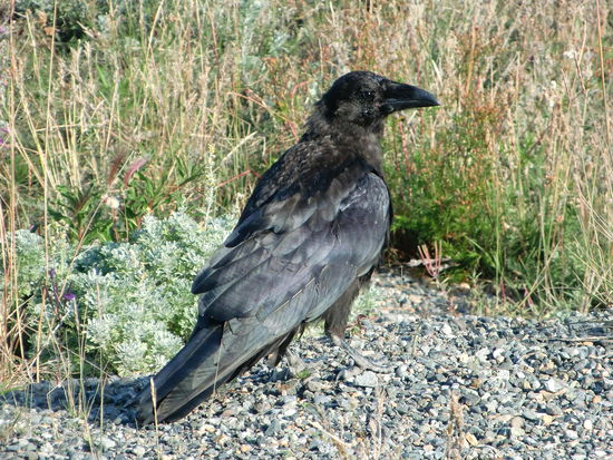 Überall in Nordamerika sieht man die schönen Raben, das Symboltier des Yukon