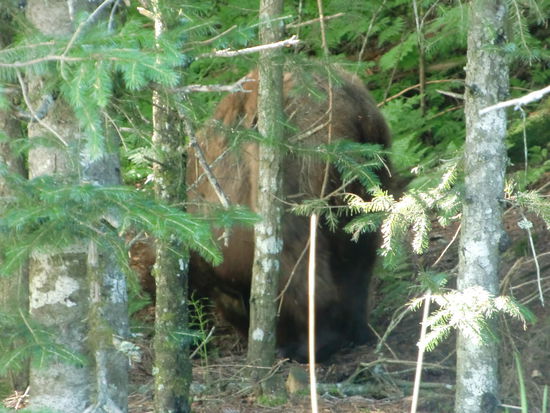 Der Grizzly dem ich ins Gesicht blickte! Das gefiel ihm anscheinend nicht so gut und er suchte sich einen besseren Weg um die Strasse zu überqueren.
