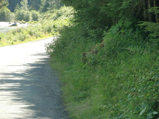 Im Gebüsch am Strassenrand sieht man nur die Ohren und  das Schnäuzchen des Grizzly!
Er kam aus dem Wald direkt hinter dem State Park Campingplatz